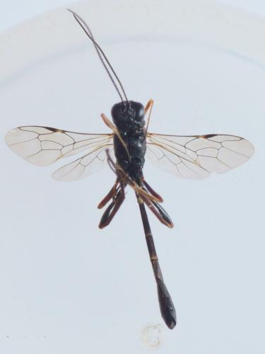 Anomalon cruentatum